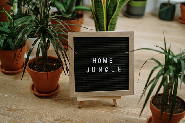 plants with home jungle sign
